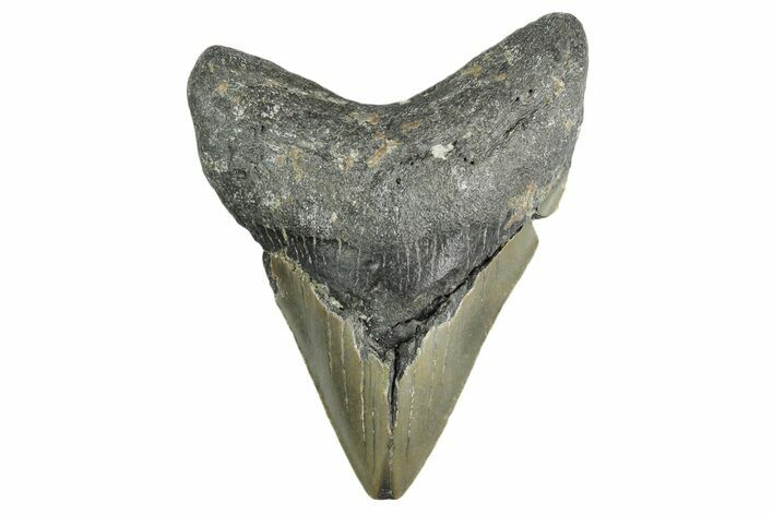 Bargain, Fossil Megalodon Tooth - North Carolina #355710